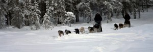 Dog sleigh safari in Northern Sweden