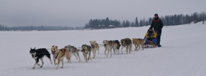 Dog sleigh safari