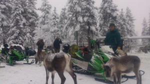 Reindeer on Snow mobile Safari