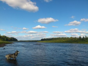 Husky in Kangos river