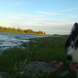Husky by the Kangos river