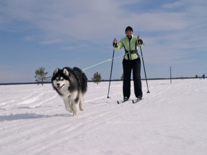 Dog skiing in Northern sweden
