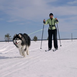 Skiing with dog