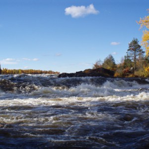 "Ruska" Fall in Swedish Lapland