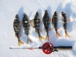 Ice fishing catch