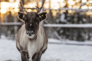 Reinder Swedish Lapland