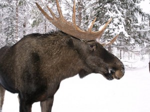 The great Scandinavian moose
