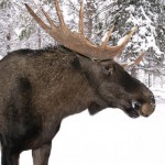 Scandinavian moose in Swedish Lapland