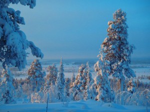 Forest view Swedish Lapland