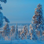 View over forest Swedish Lapland