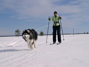 Dog Skiing in Lapland