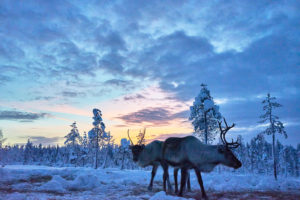 December renar rosa himmel i Lapland
