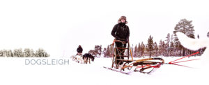 Lapland Guesthouse - Activities Dog-sleigh