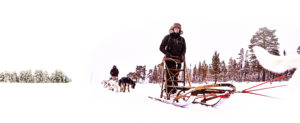 Lapland Guesthouse - Activities Huskies - Dog-sleigh Huskies