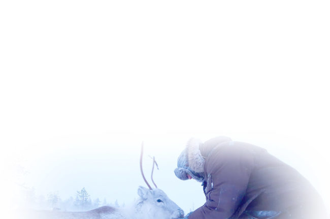 Lapland Activities - Reindeer
