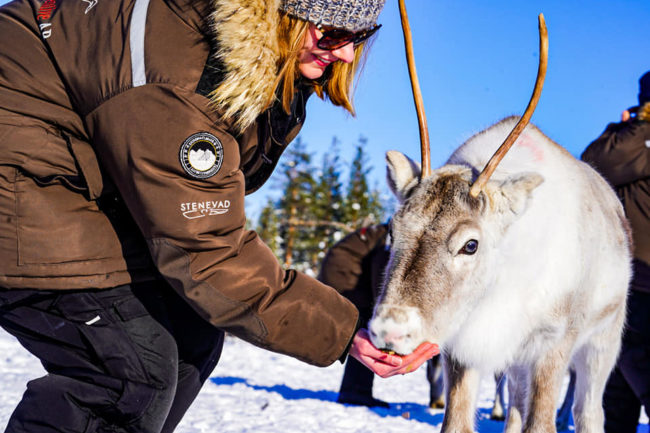 Guest with reindeer - Lapland