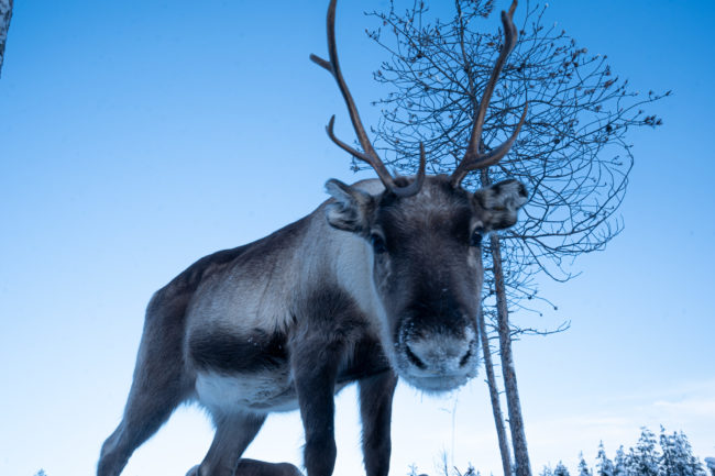 Lapland Guesthouse - Close up Reindeer