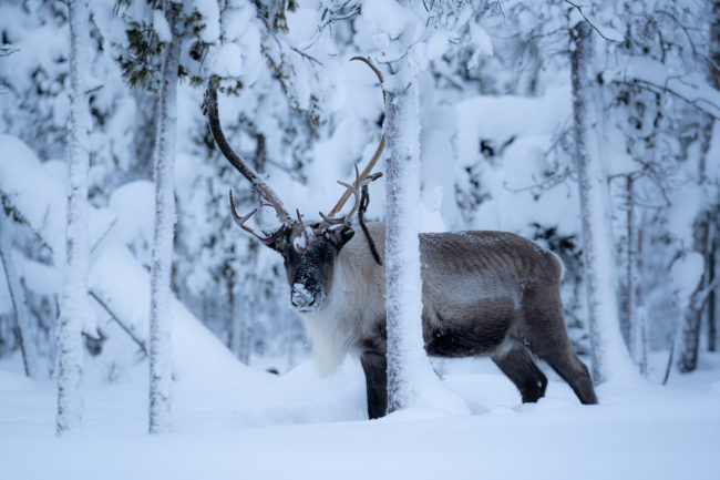 Lapland Guesthouse - Majestic Reindeer