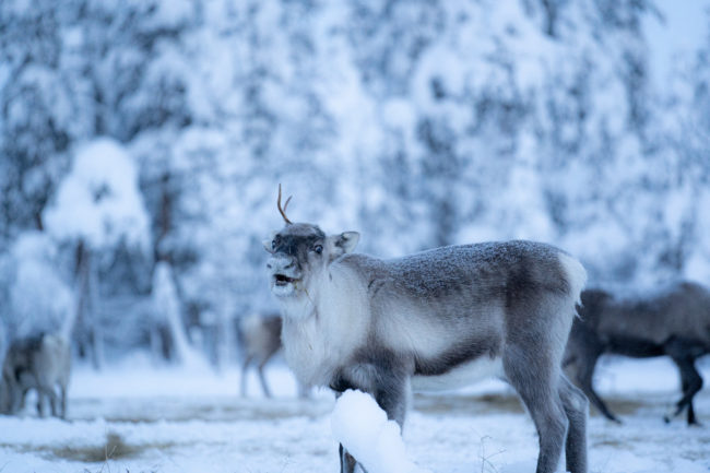 Lapland Guesthouse - Laughing reindeer