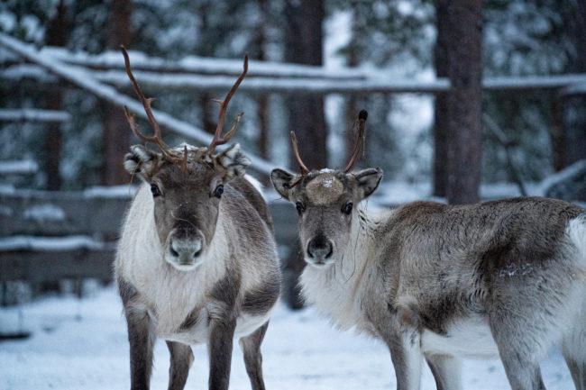 Lapland Guesthouse - Meet the reindeer