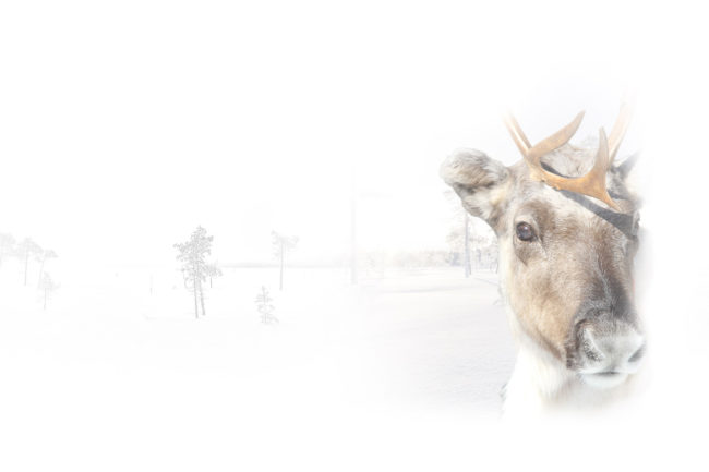 Lapland Guesthouse - Meet the Reindeer . Desktop