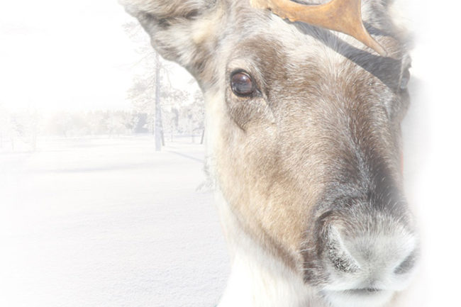 Lapland Guesthouse - Meet the Reindeer - Mobile