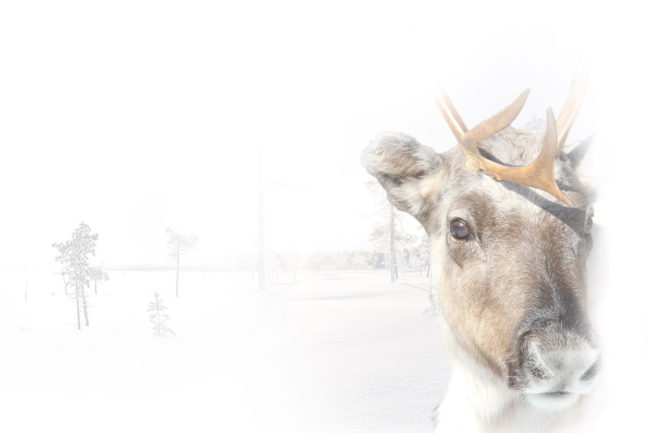 Lapland Guesthouse - Meet the Reindeer - Tablet