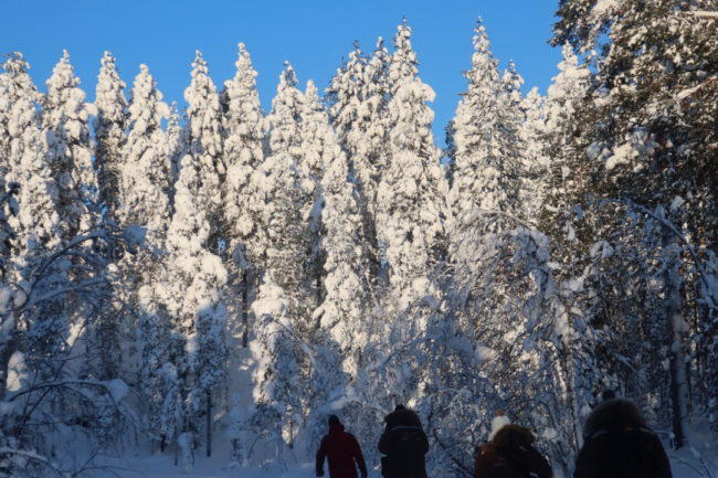 Lapland Guesthouse - Snowshoeing Snowy forest