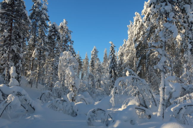 Lapland Guesthouse - Snowshoeing View forest
