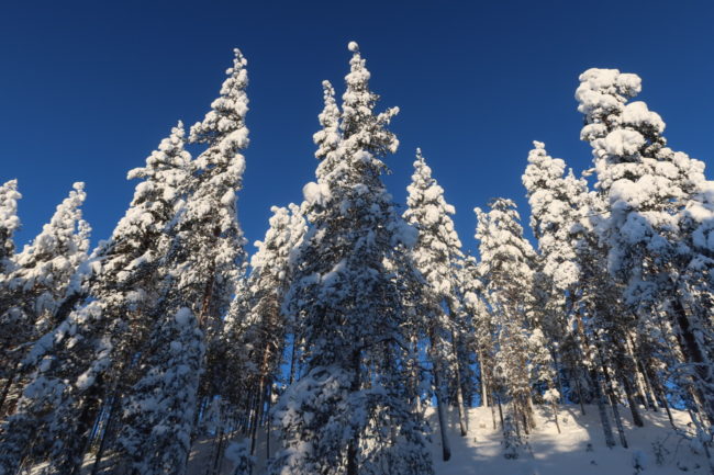 Snowy Tree tops Lapland BG