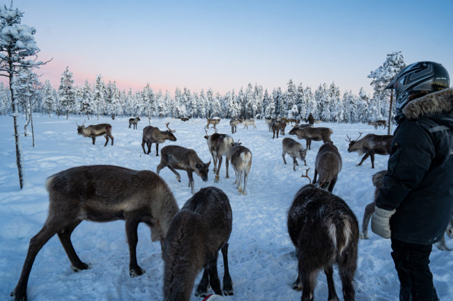 Lapland Guesthouse - Guest with reindeers